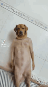 a dog without a shirt is standing on its hind legs in a room .
