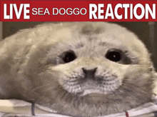 a picture of a seal with the words live sea doggo reaction on the bottom