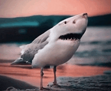 a seagull that looks like a shark standing on the beach