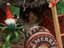 a cat is looking out from under a christmas tree