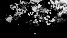 a black and white photo of a cherry blossom tree