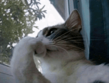 a cat is looking out a window with its paw on its face