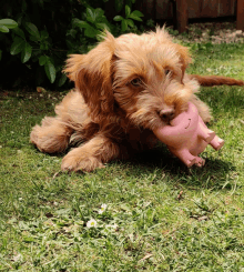 a brown dog chews on a pink pig toy in the grass