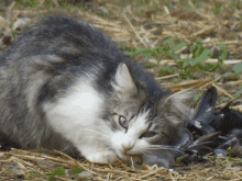 a gray and white cat laying on the ground eating a dead bird