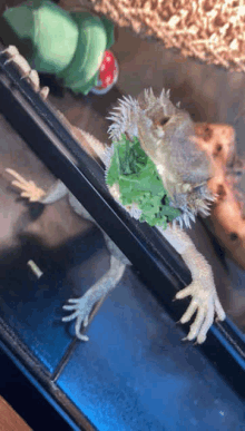 a lizard with a beard is eating a piece of lettuce