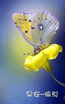 a butterfly is perched on a yellow flower with chinese writing behind it