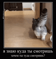 a picture of a cat in a hallway with a caption in russian