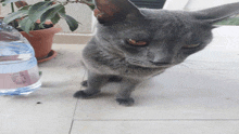 a cat is standing next to a bottle of water that says ' aquafina ' on it