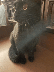 a black cat is sitting on a wooden table