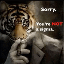 a tiger is smoking a cigar in a man 's hand and says sorry you 're not a sigma .