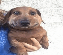 a person is holding a dachshund puppy in their arms and it is smiling .