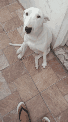 a white dog sitting on a tiled floor next to a person 's feet wearing flip flops