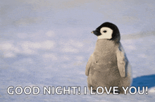 a baby penguin is standing in the snow with the words good night i love you below it