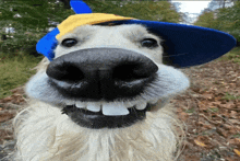 a close up of a dog wearing a blue hat