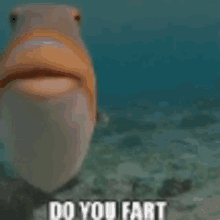 a fish is swimming in the ocean with the words `` do you fart '' written on it .