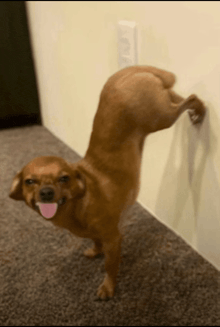 a dog with its tongue hanging out is standing on its hind legs against a wall