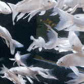 a bunch of white fish are swimming together in a tank
