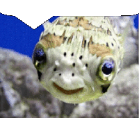 a close up of a fish 's face with a speech bubble above it