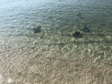 a dolphin is swimming in the water near the shore