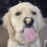 a close up of a dog with a piece of food in its mouth