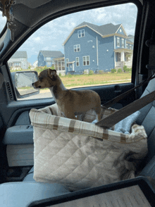 a small brown dog sitting in a car seat