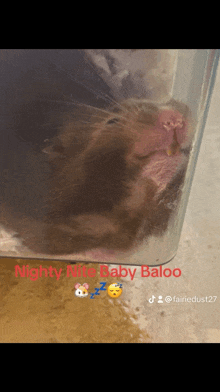 a picture of a hamster with the words nighty nite baby baloo