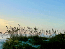 tall grass silhouetted against a blue sky with the ocean in the background