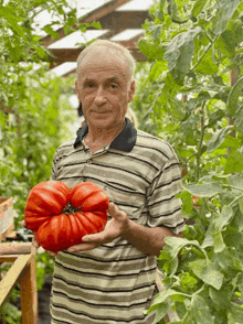 a man in a striped shirt is holding a large tomato