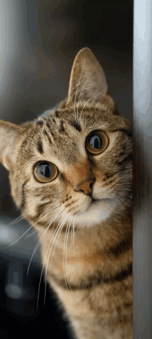 a close up of a cat 's face with yellow eyes