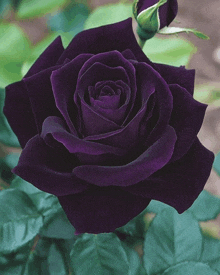 a purple rose with green leaves behind it