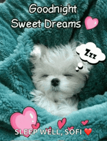 a puppy is sleeping under a blanket with the words goodnight sweet dreams