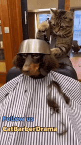a cat is sitting on a dog 's back while it gets a haircut