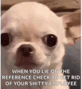 Dog Smile GIF