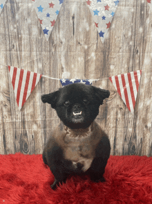 a black dog is sitting on a red blanket in front of a wooden wall with red white and blue flags