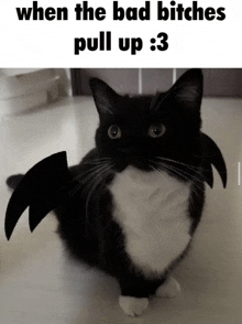 a black and white cat with bat wings and the words when the bad bitches pull up : 3