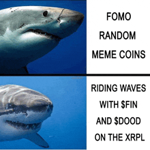 a picture of a shark with the caption fomo random meme coins