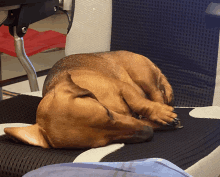 a brown dog laying down on a chair with its head down