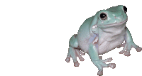 a white frog with black eyes is sitting on a white surface