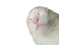 a close up of a white cat 's face with its eyes closed
