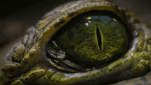 a close up of a crocodile 's eye with a small hole in the middle