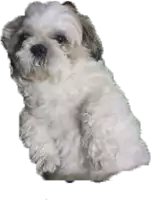 a small white dog is sitting on a white background .