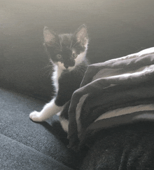 a black and white kitten laying on a couch looking at the camera