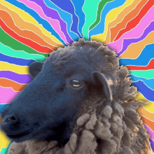 a black sheep with a colorful background behind it