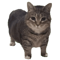 a cat with a white paw is standing on a white surface