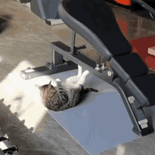 a cat laying on its back on a bench in a gym .