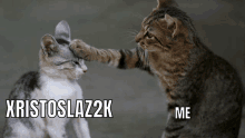 a cat petting another cat 's head with the caption xristoslazz2k me