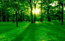 the sun shines through the trees in the park