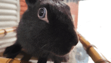 a close up of a black rabbit with a blue eye