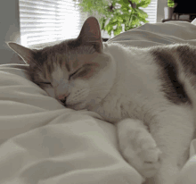 a brown and white cat sleeping on a bed