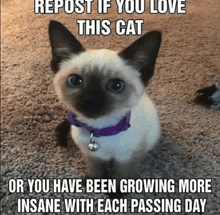 a siamese kitten wearing a purple collar is sitting on the floor with a caption that says repost if you love this cat